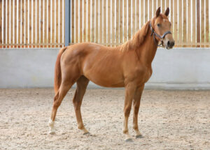 Resized - Light brown horse