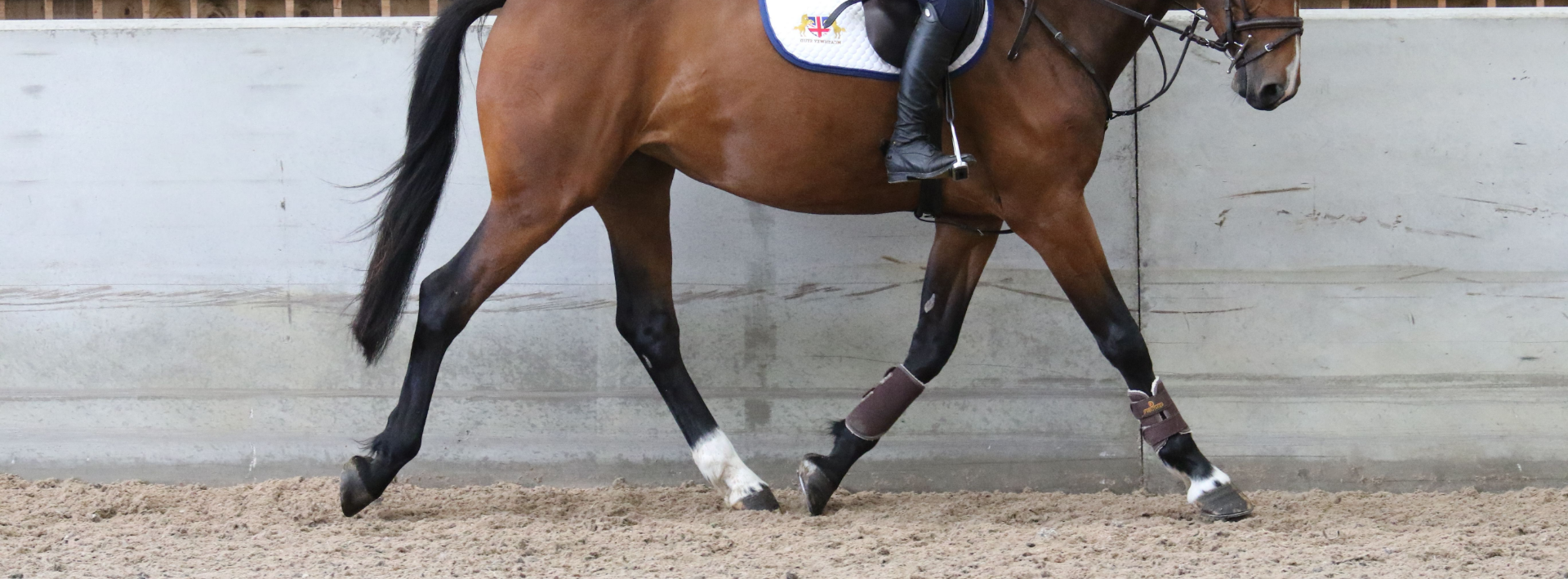 What is the Best Equestrian Surface for Training Racehorses?