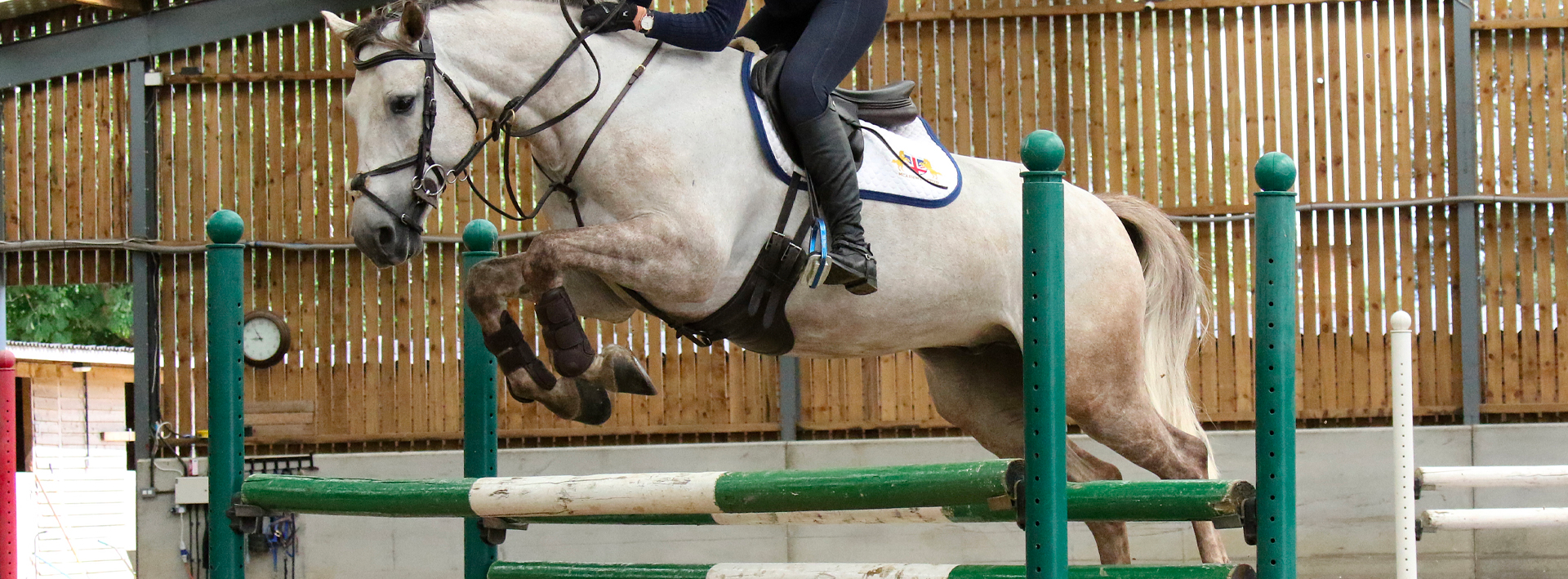 White horse jumping over green hurdle