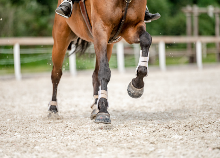 Horse Running