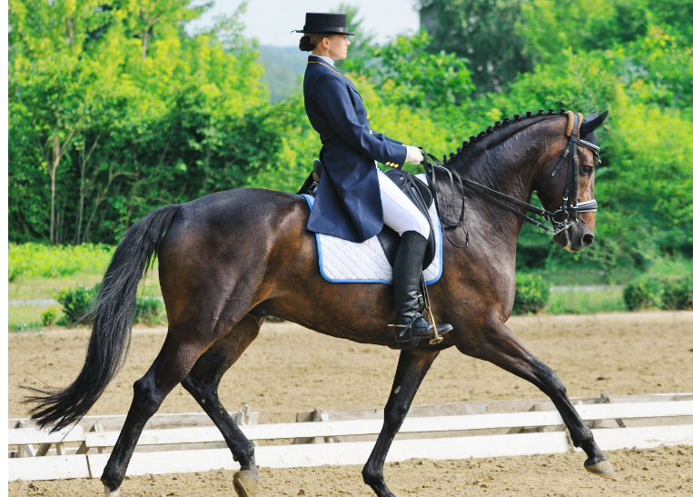 Dressage