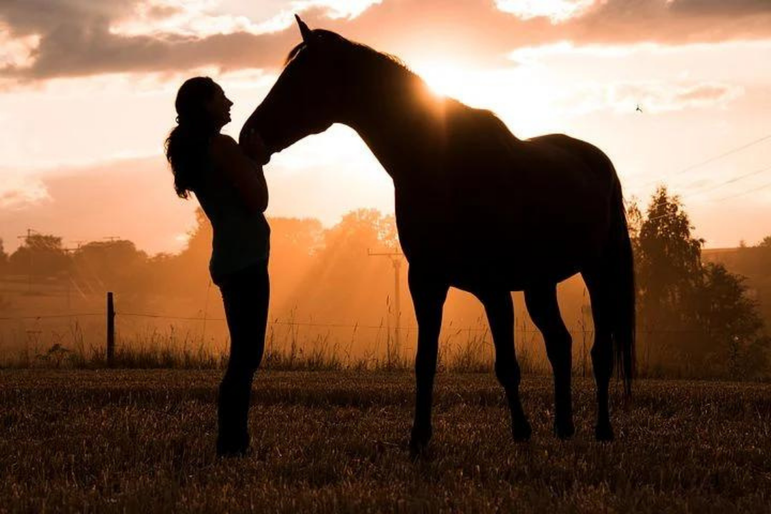 How to Keep a Horse Calm During Fireworks