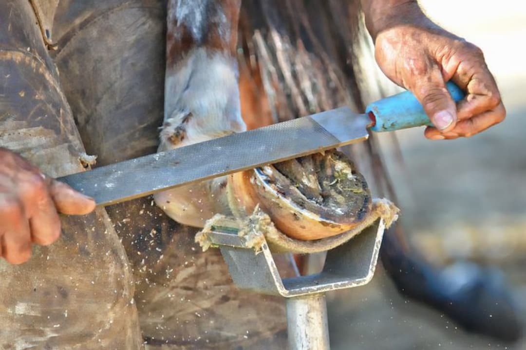 Horse hoof