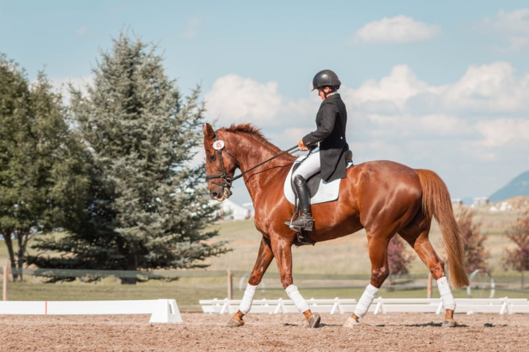 Endurance Riding  English Horseback Riding