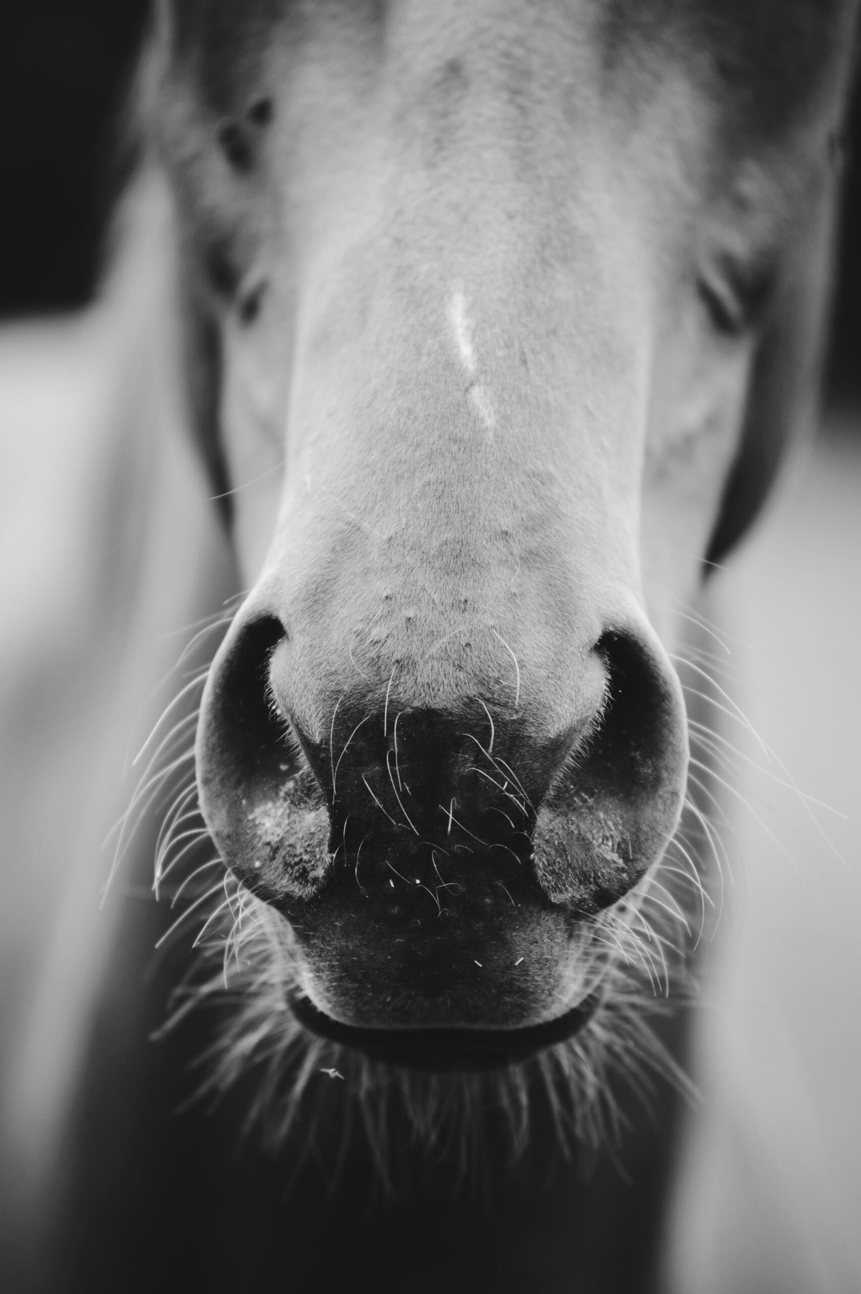 Horse's nose