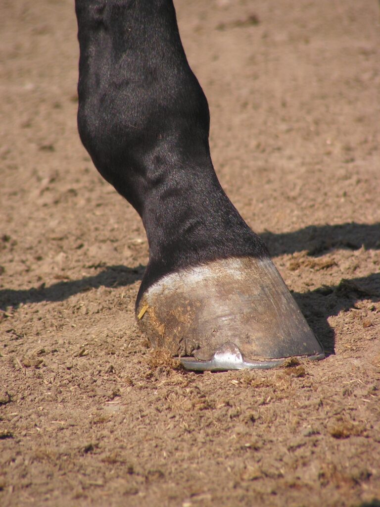 Horse's leg
