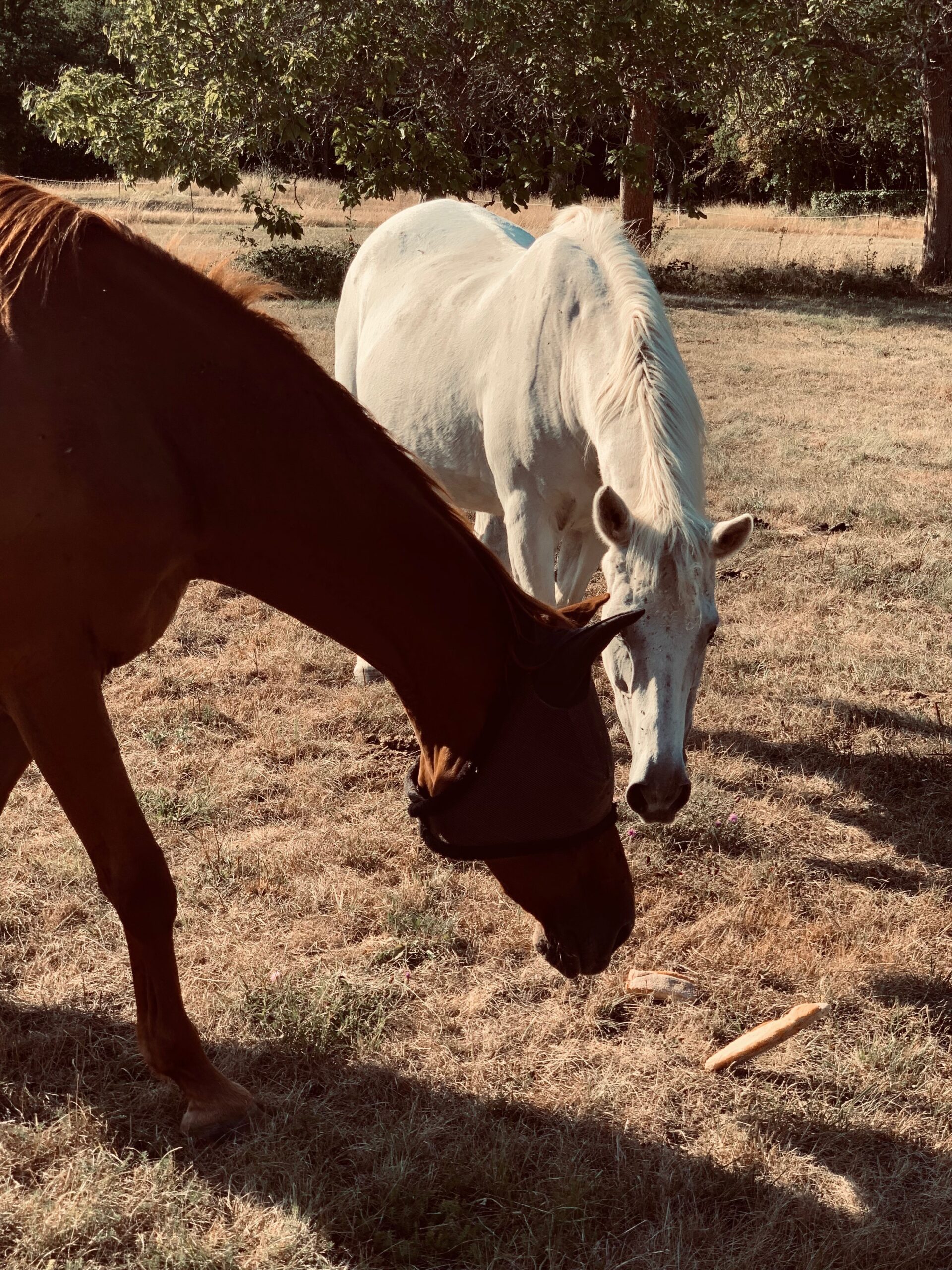 Horse in field