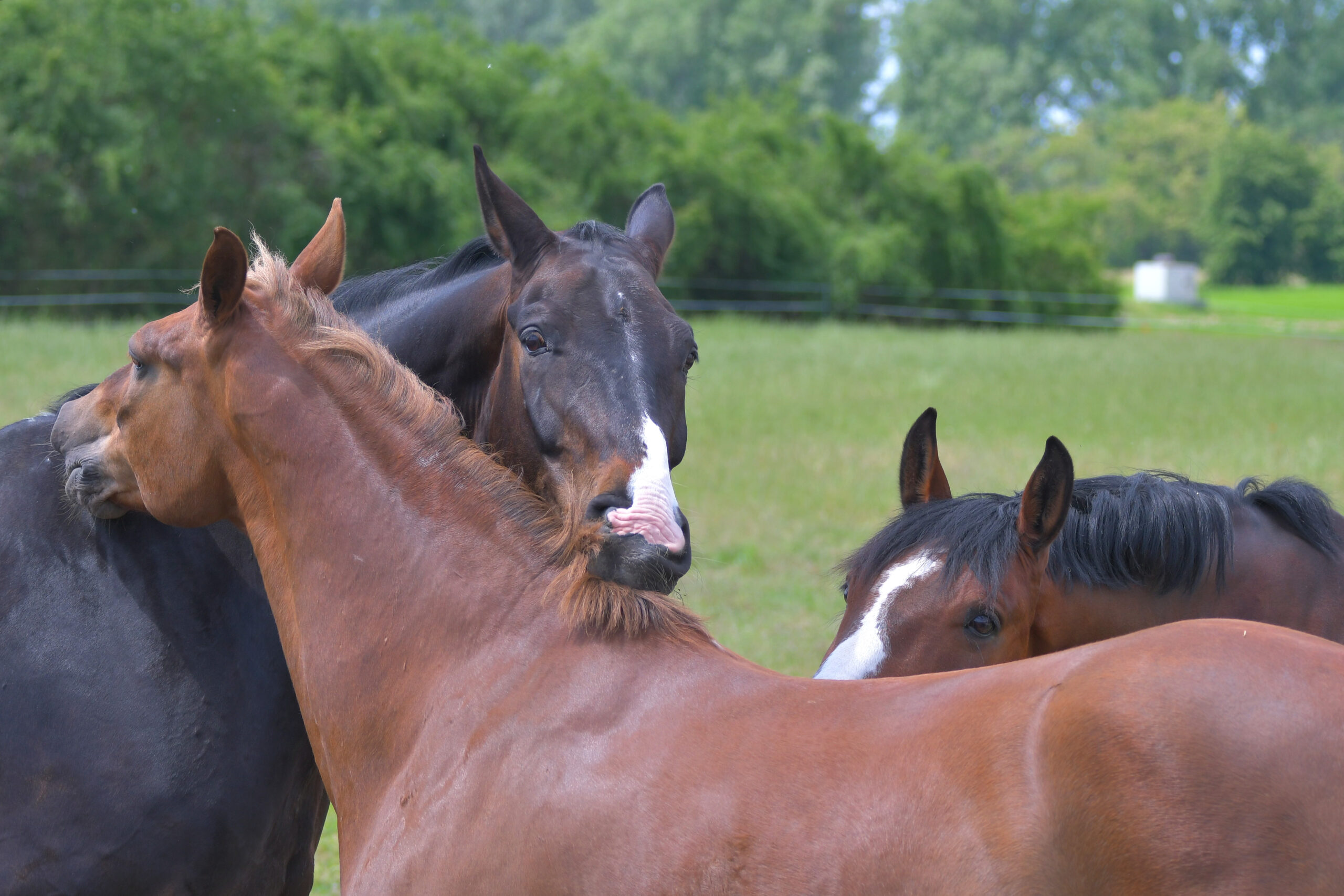 Horses scratching in a field