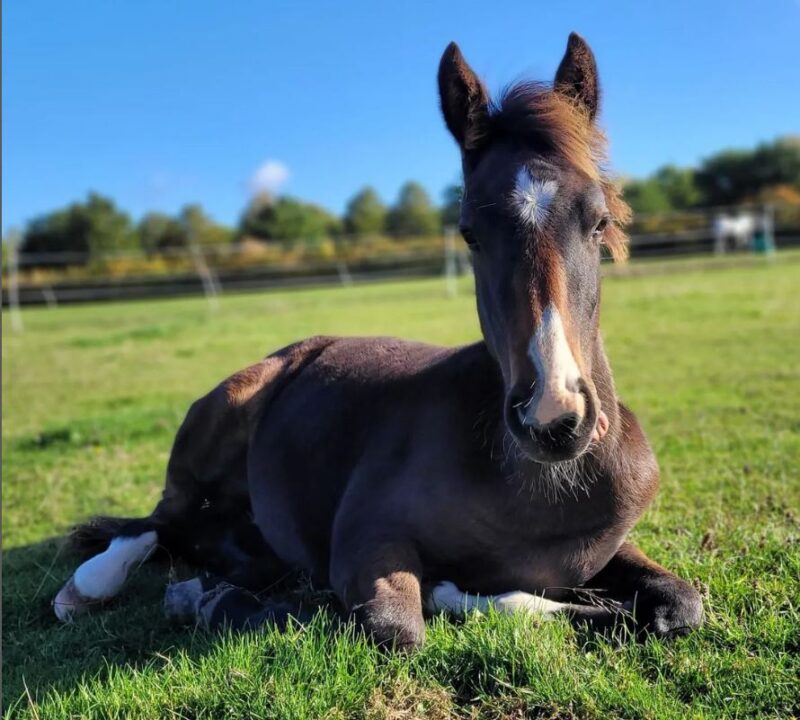 Foal lying in a field