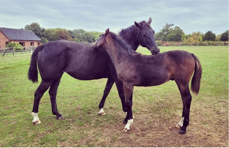 Bay mare and foal scratching in a field