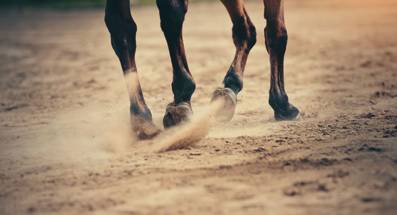 Hoof on equestrian surface