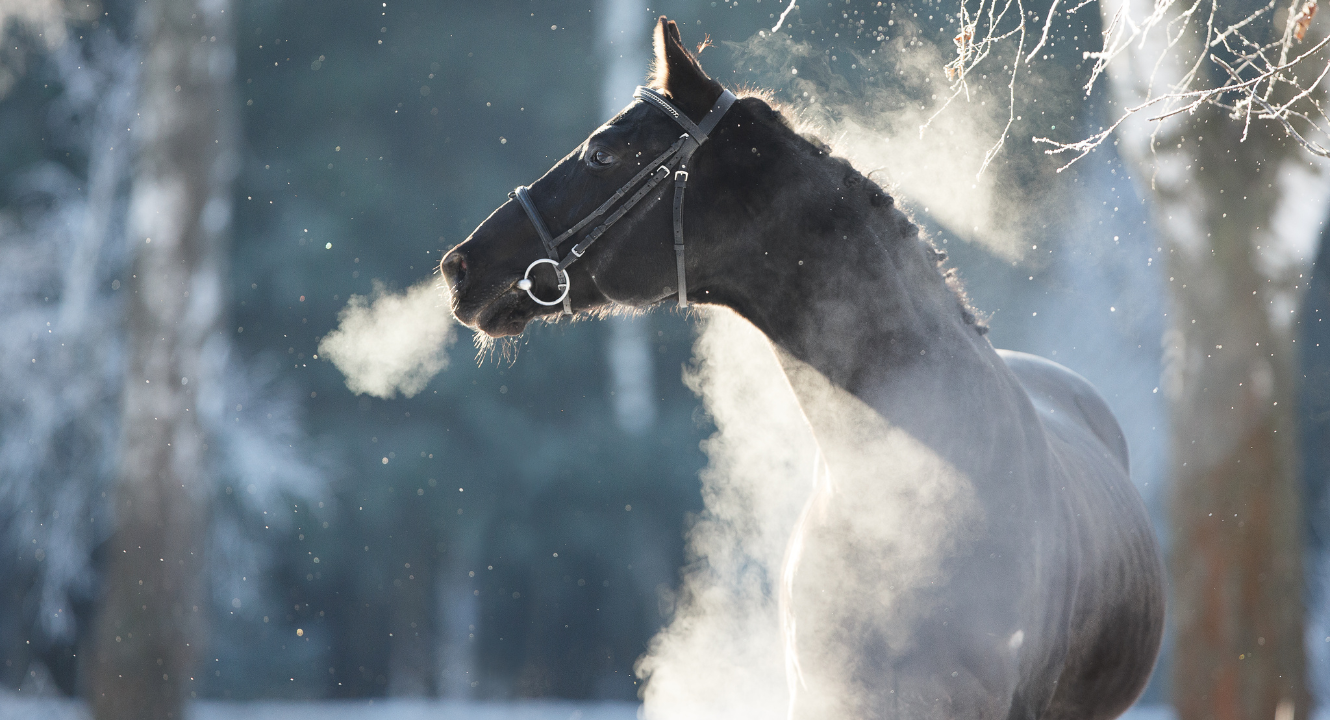 How To Keep Horses Warm In Winter
