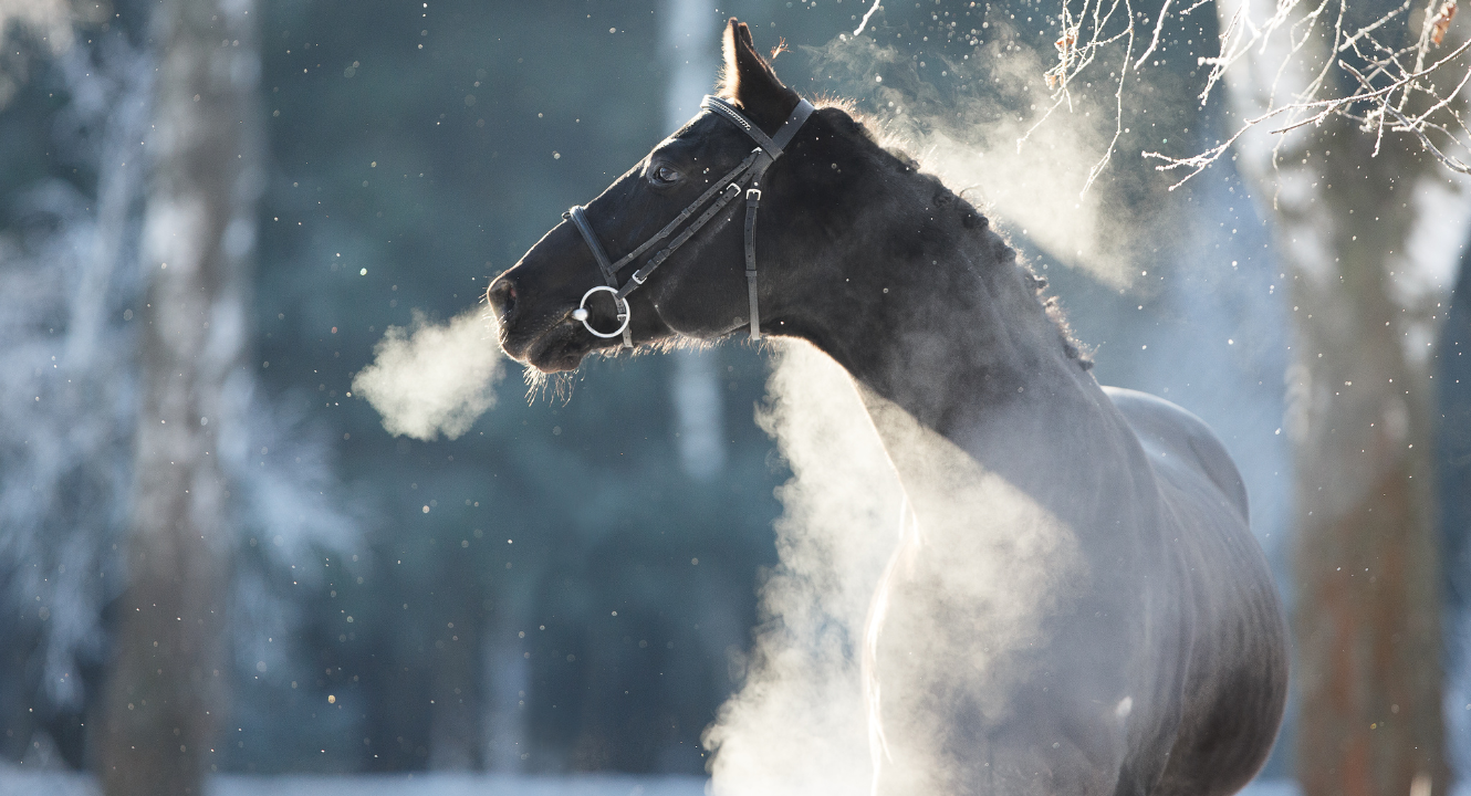 Horse in winter