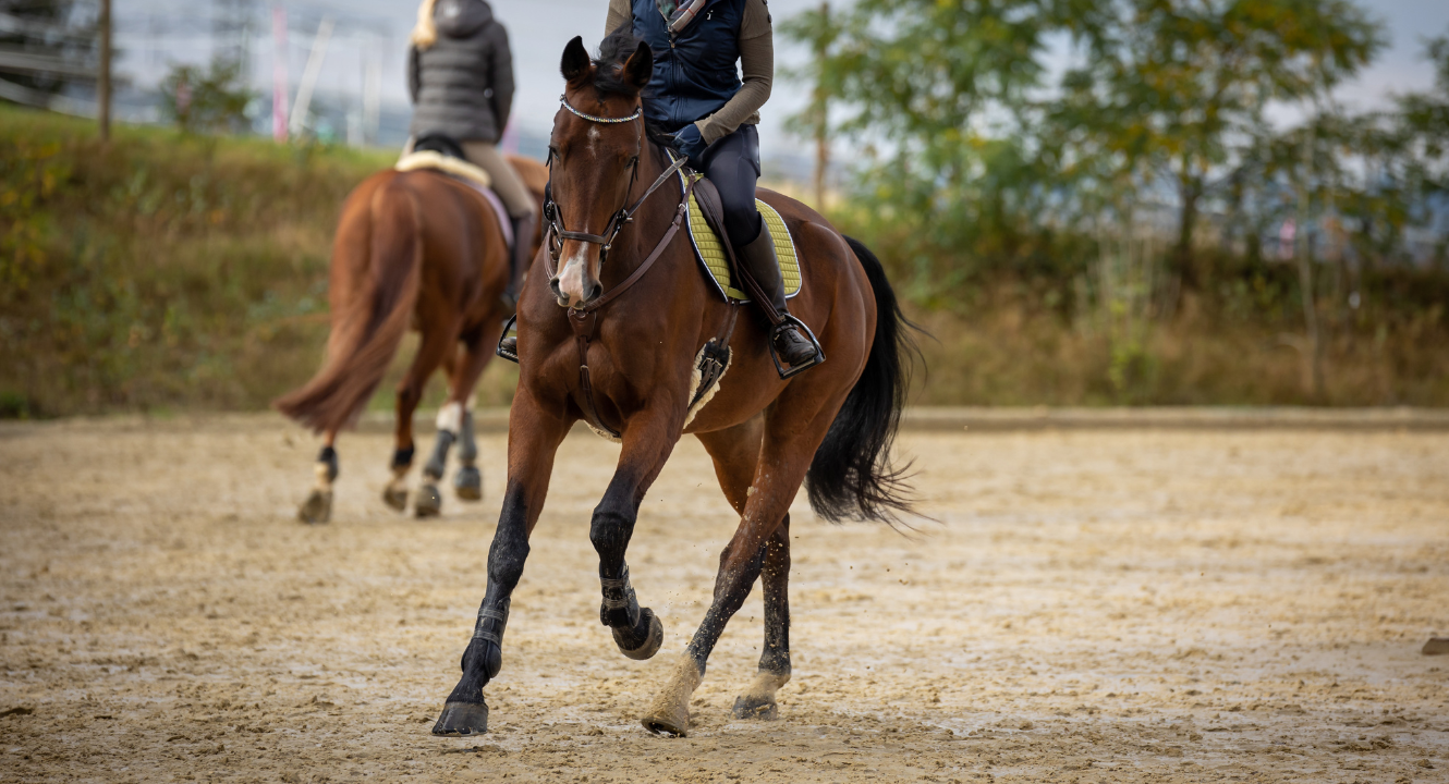 Brown horse galloping with rider