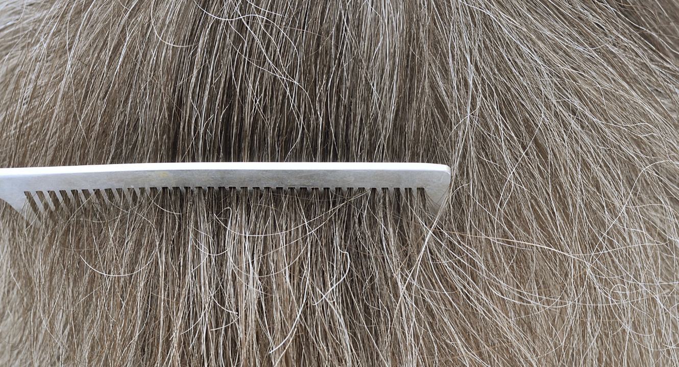 Horses hair getting brushed with comb