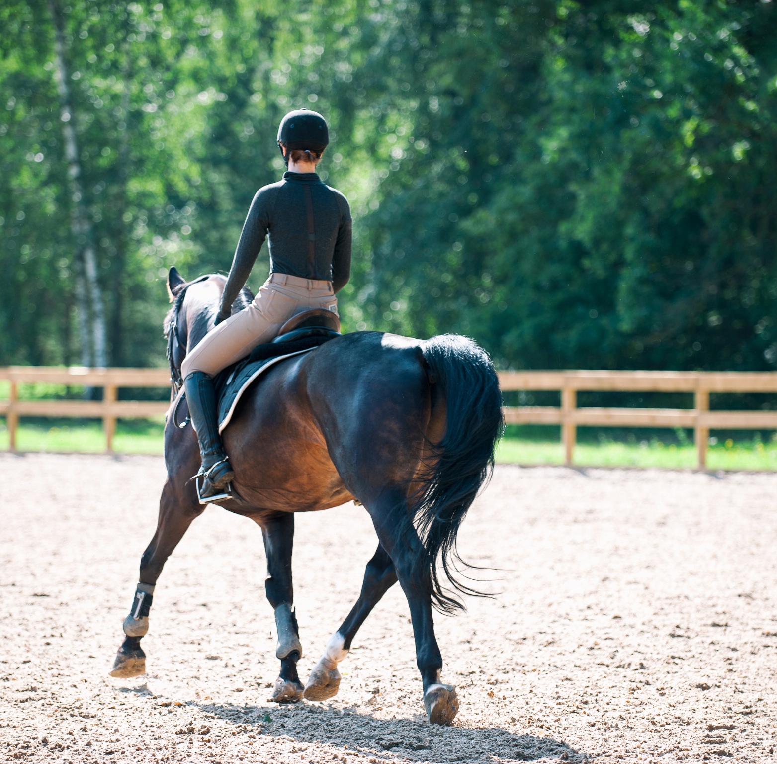 Brown horse with rider in black hat