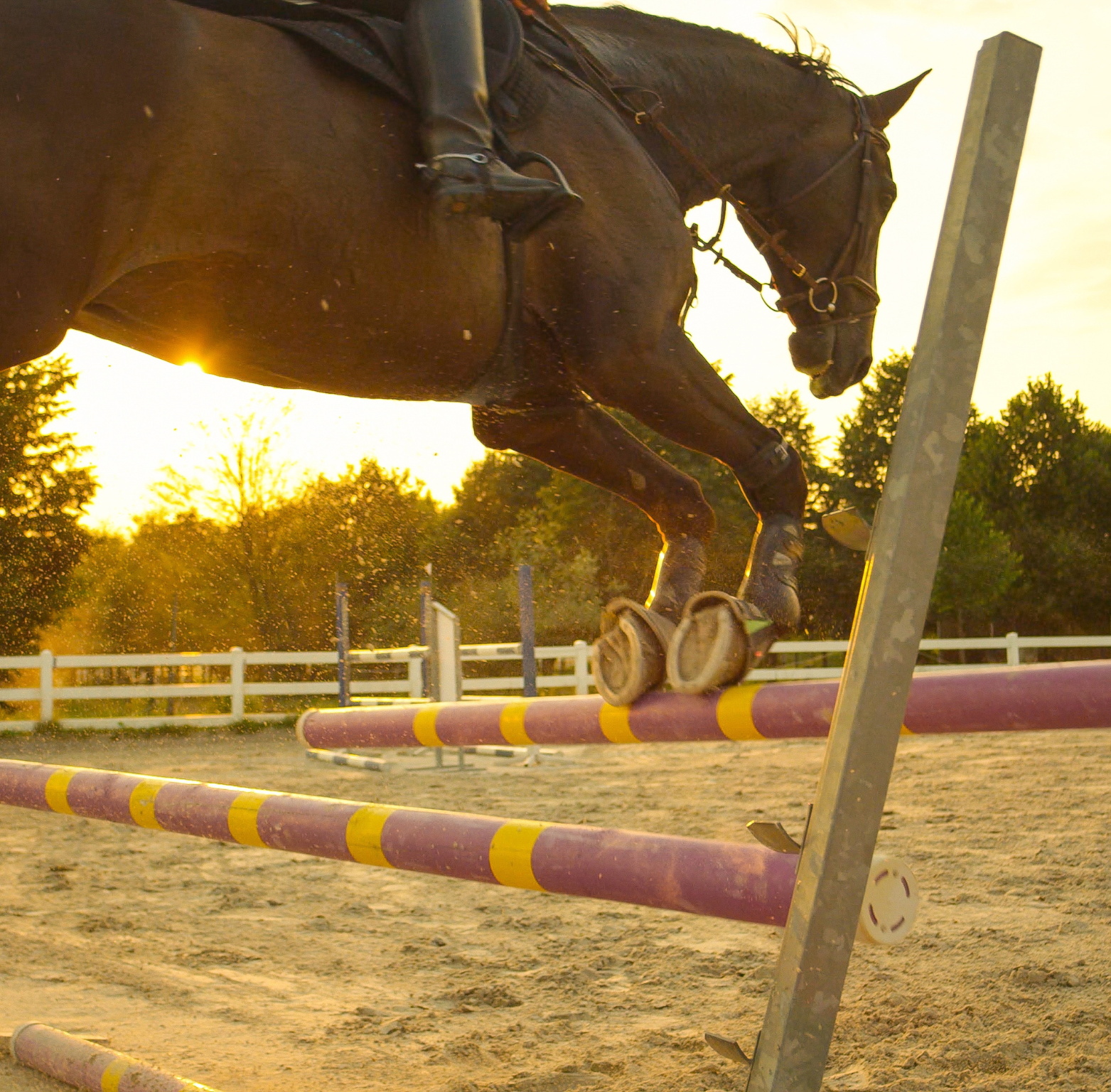 Brown horse jumping over stripped hurdle