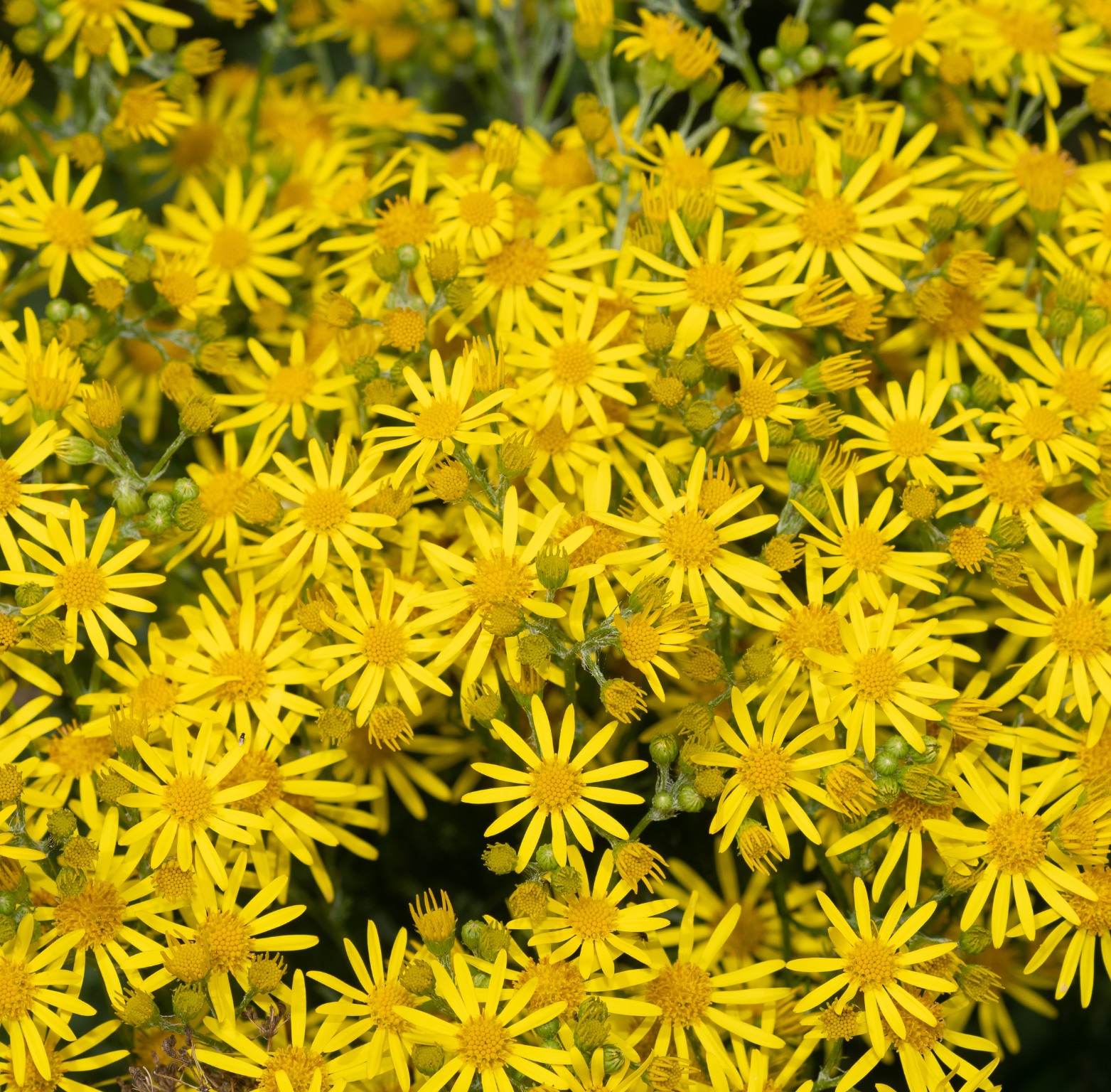 Yellow Flowers