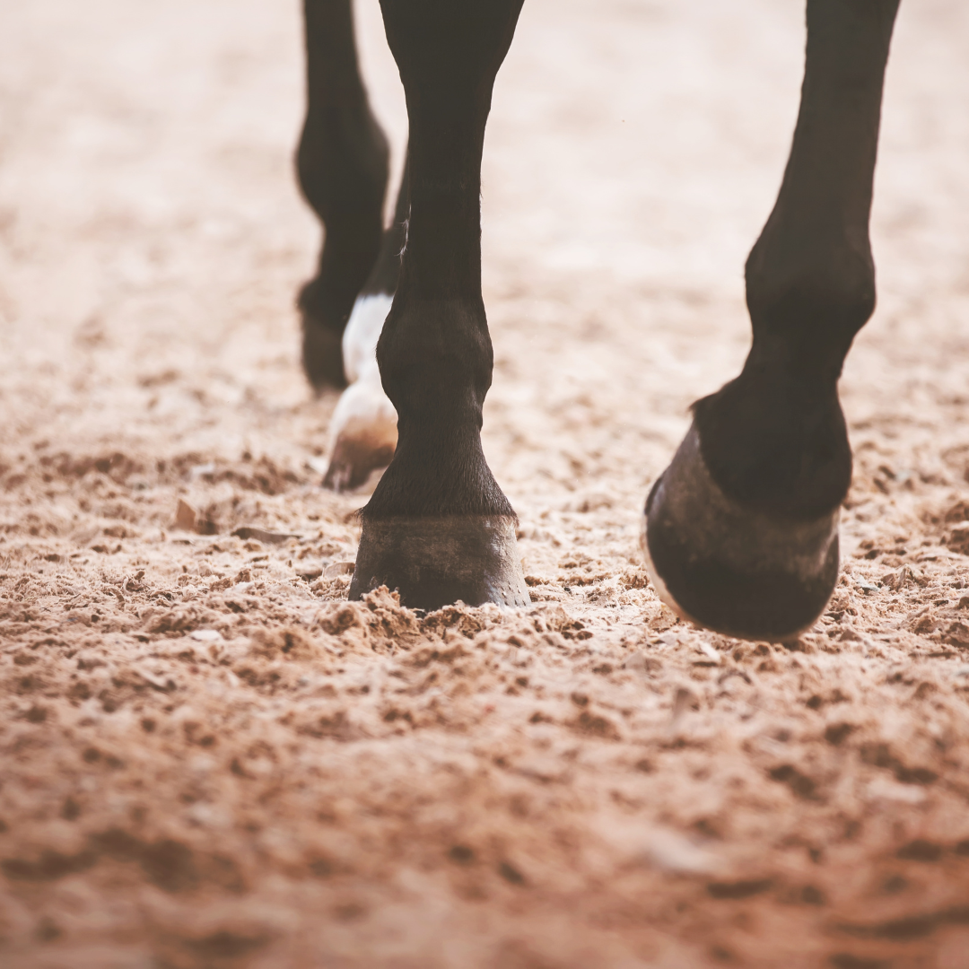 Sand vs. Sand and Stabiliser Fibre for Equestrian Arena Surfaces