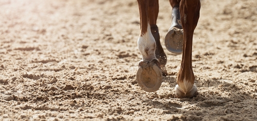 Close-up View Of The Horse's Hoofs