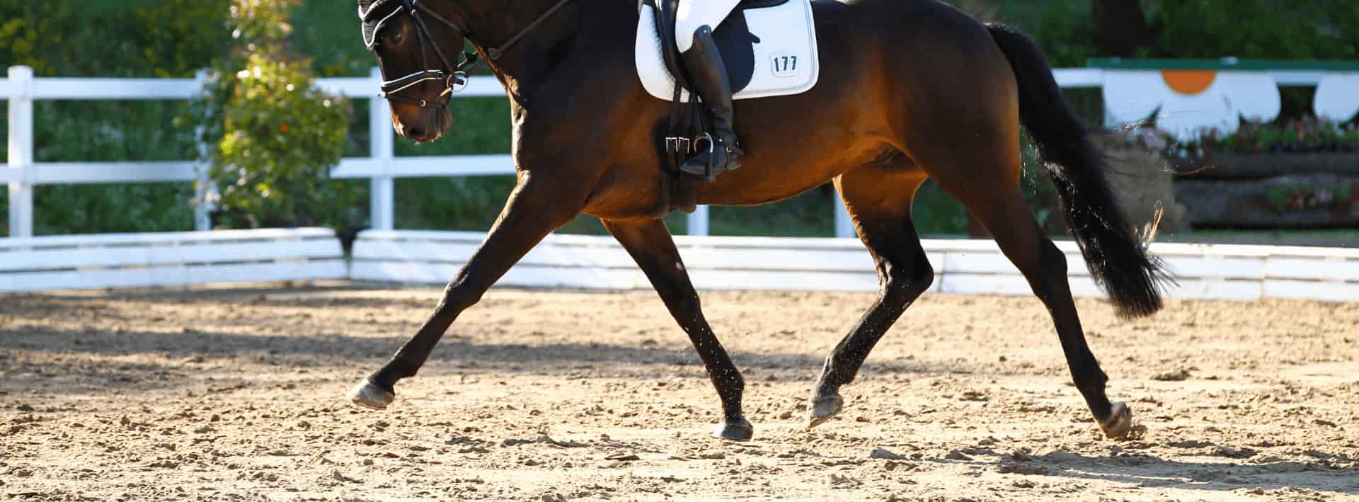 Brown horse galloping