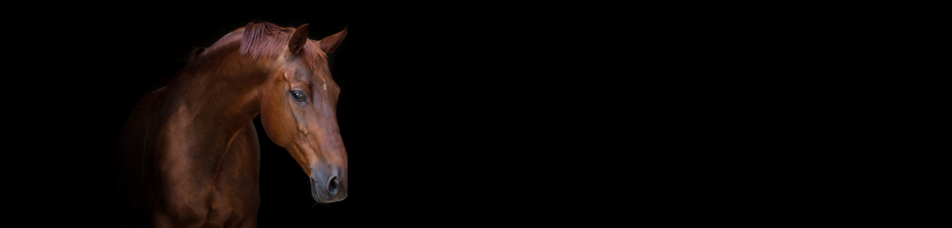 Contact us banner resized