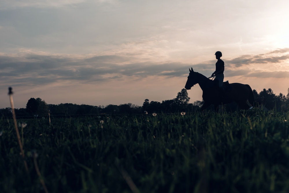 Prioritising Horse Health from Hoof to Heart